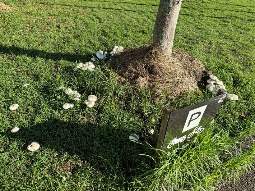 木の周りにキノコが生えている